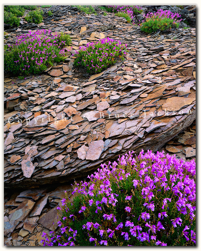 Penstemon and Slate by Bruce Jackson