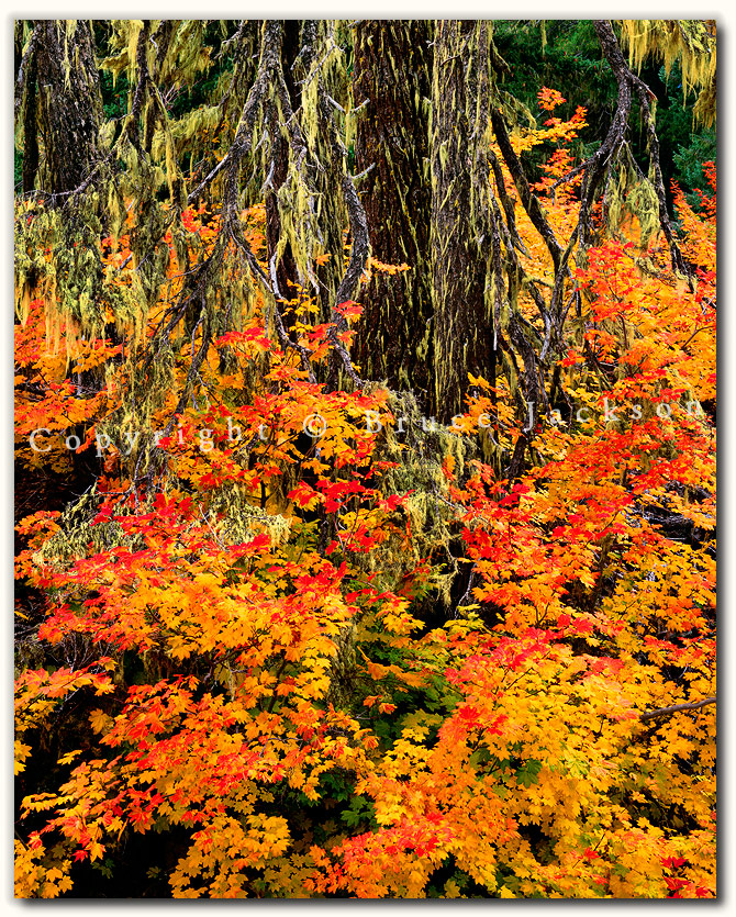 Flowing Into Fall by Bruce Jackson